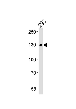 EPHA6 Antibody