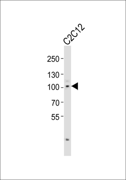 Mouse Myocd Antibody (C-term)
