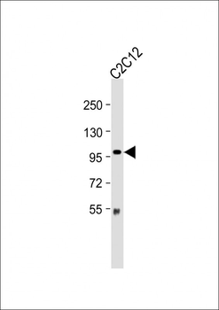Mouse Myocd Antibody (C-term)