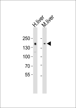 NCOA2 Antibody (C-term)