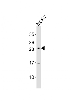 OLIG3 Antibody (Center)