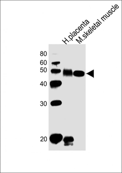 DLK1 Antibody (C-term)
