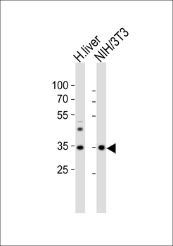 (Mouse) Wdr5 Antibody