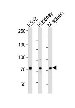 SDAD1 Antibody (C-term)