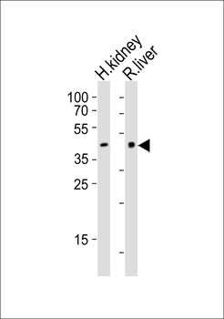IHH Antibody (C-term)