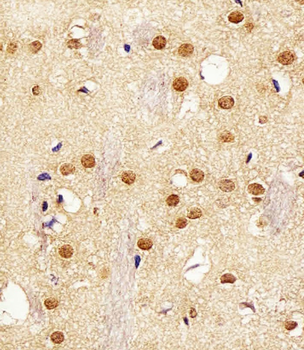 Actl6a Antibody (C-term)