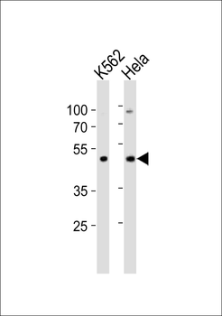 Actl6a Antibody (C-term)