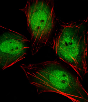 Actl6a Antibody (C-term)