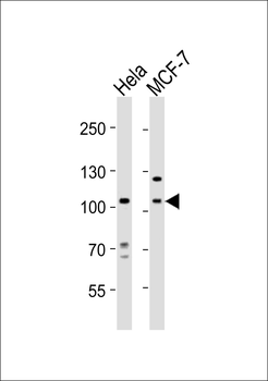 EPHA4 Antibody (Center)