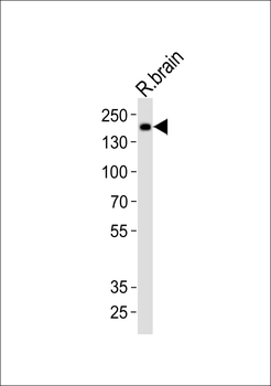 Mouse Insrr Antibody (C-term)