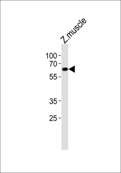 Zebrafish edc3 Antibody (Center)