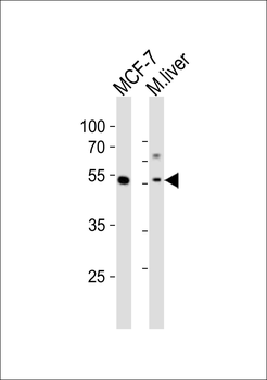 Gata6 Antibody (C-term)