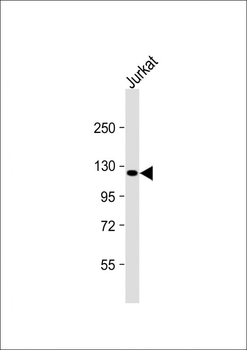 PRDM16 Antibody (Center)