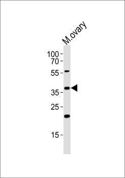 Mouse Actl6a Antibody (C-term)