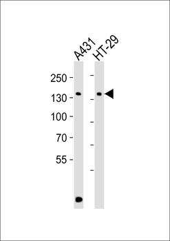Mouse Ctr9 Antibody (C-term)