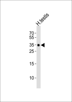 TEX101 Antibody (C-term)