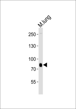 MOUSE Brd7 Antibody (Center)