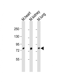MOUSE Brd7 Antibody (Center)