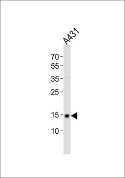 POLR2H Antibody (N-term)