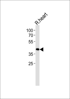 TOMM40L Antibody (N-term)
