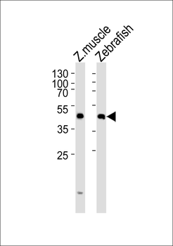 Zebrafish dixdc1a Antibody (Center)
