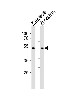 Zebrafish chst1 Antibody (C-term)