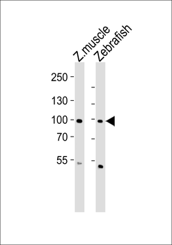 (DANRE) znf148 Antibody (Center)