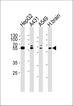 SERAC1 Antibody (N-term)