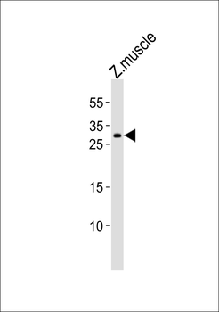 Zebrafish hoxb6a Antibody (Center)