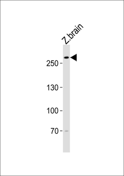 Zebrafish trio Antibody (Center)