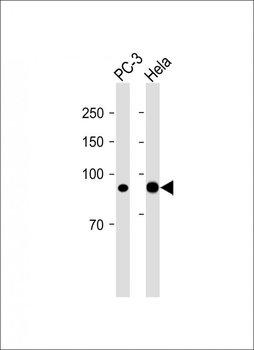 CD44 Antibody (C-term) [Knockout Validated]
