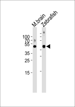 SPOP Antibody (N-term)