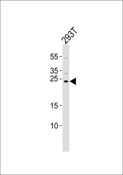 CHCHD3 Antibody (Center)