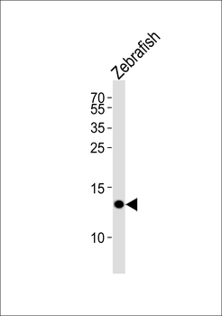 Zebrafish fabp10a Antibody (N-term)