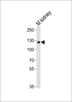 Mouse Ddr1 Antibody (Center)