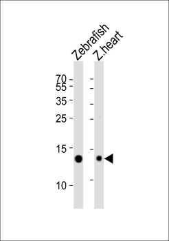 Zebrafish fabp10a Antibody (Center)