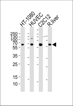 SMAD1 Antibody (Center)