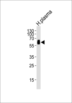 CNDP1 Antibody (Center)