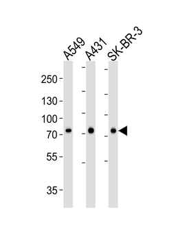 CAPN2 Antibody