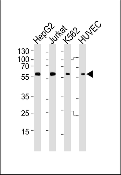 HUMAN-SHB(Y268) Antibody
