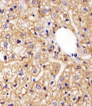 AGAP8 Antibody (C-term)