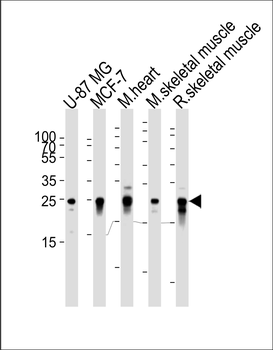 CRYAB Antibody