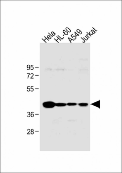 HLA-B Antibody (N-term)