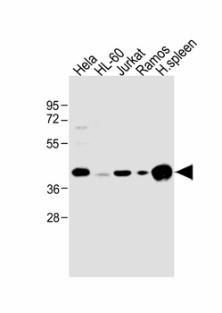 HLA-B Antibody (N-term)