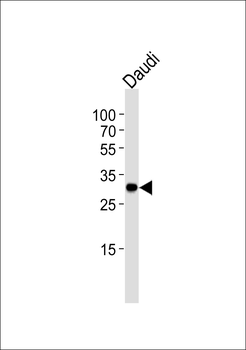 BCL10 Antibody