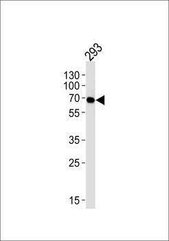 FYN Antibody