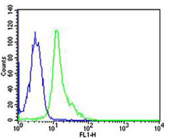FYN Antibody
