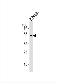 Zebrafish shha Antibody (Center)