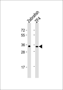 Zebrafish gnb1 Antibody (N-term)