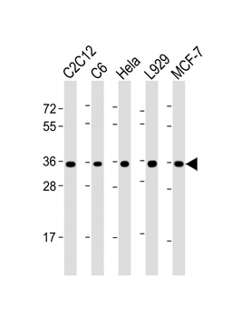 PCNA Antibody (C-term)